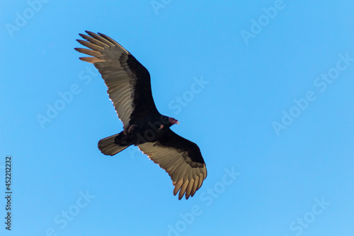 vulture in flight