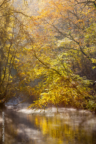 autumn in the woods