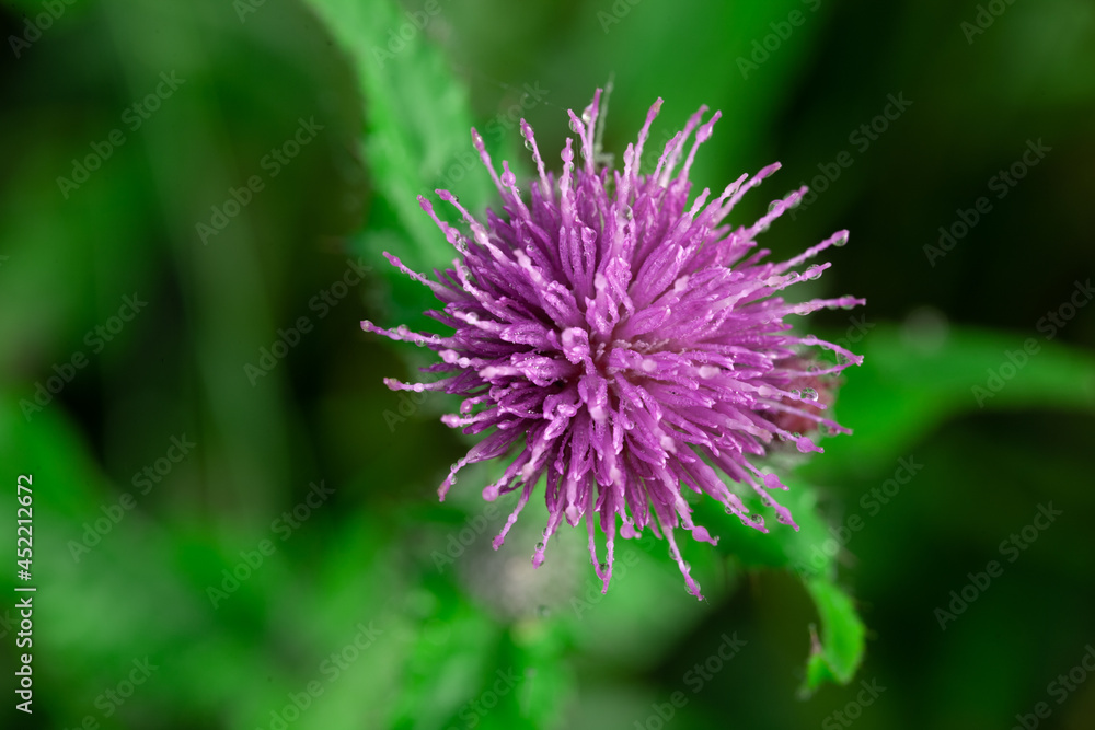 Bees Pollinating Thistle flowers in Summertime macro Bees Pollinating Thistle flowers in Summertime macro