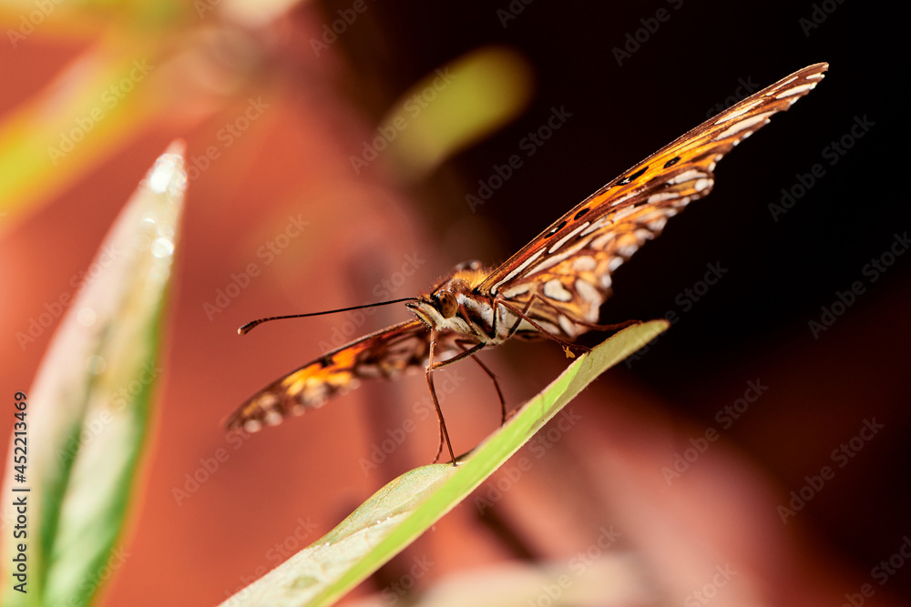 Butterfly mirror rested Butterfly mirror rested