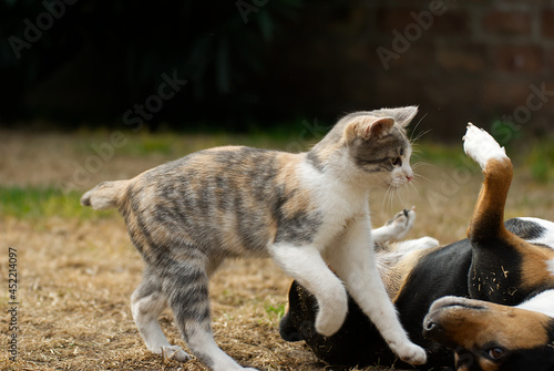 Cat and dog playing wild in the garden