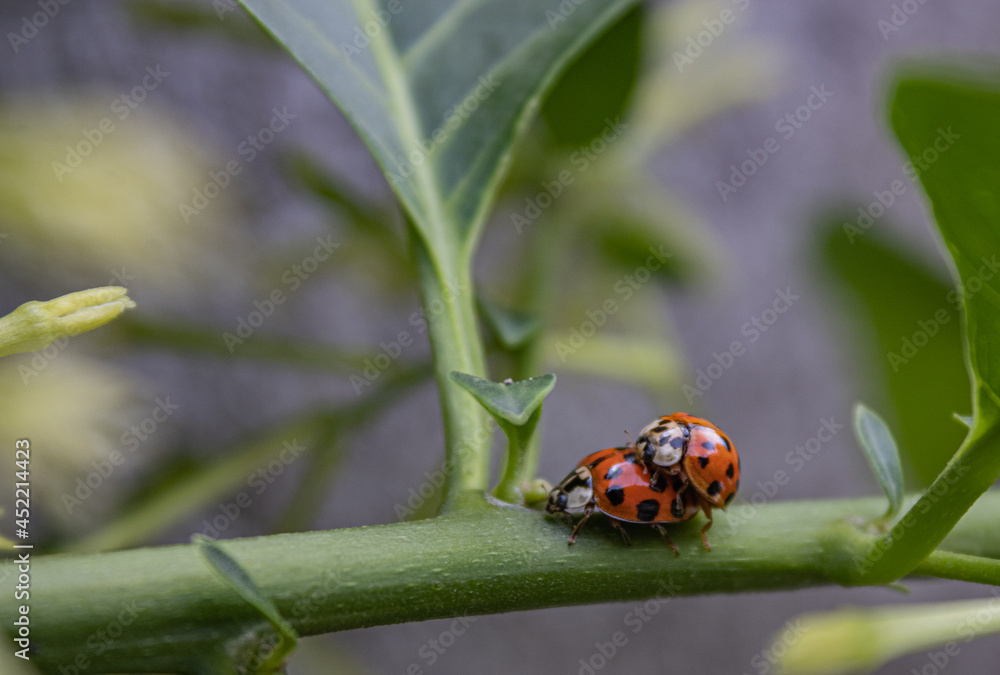 ladybug on leaf ladybug on leaf