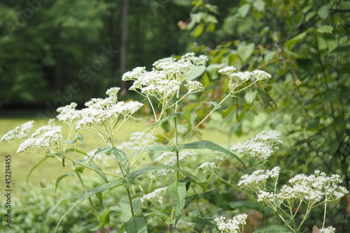 The wildflowers are seen close-up in the forest in the oark. photo