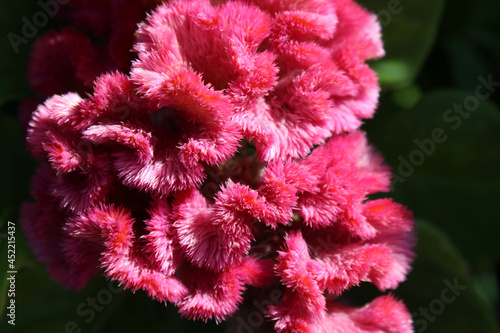 Bright Pink Celosia Cristata Plant