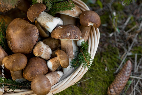 A noble, royal mushroom. Dark white or bronze boletus. Boletus mushrooms in a wicker basket in a spruce forest. Beautiful texture of the nature background.