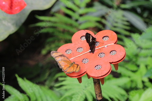 Papillon en macro