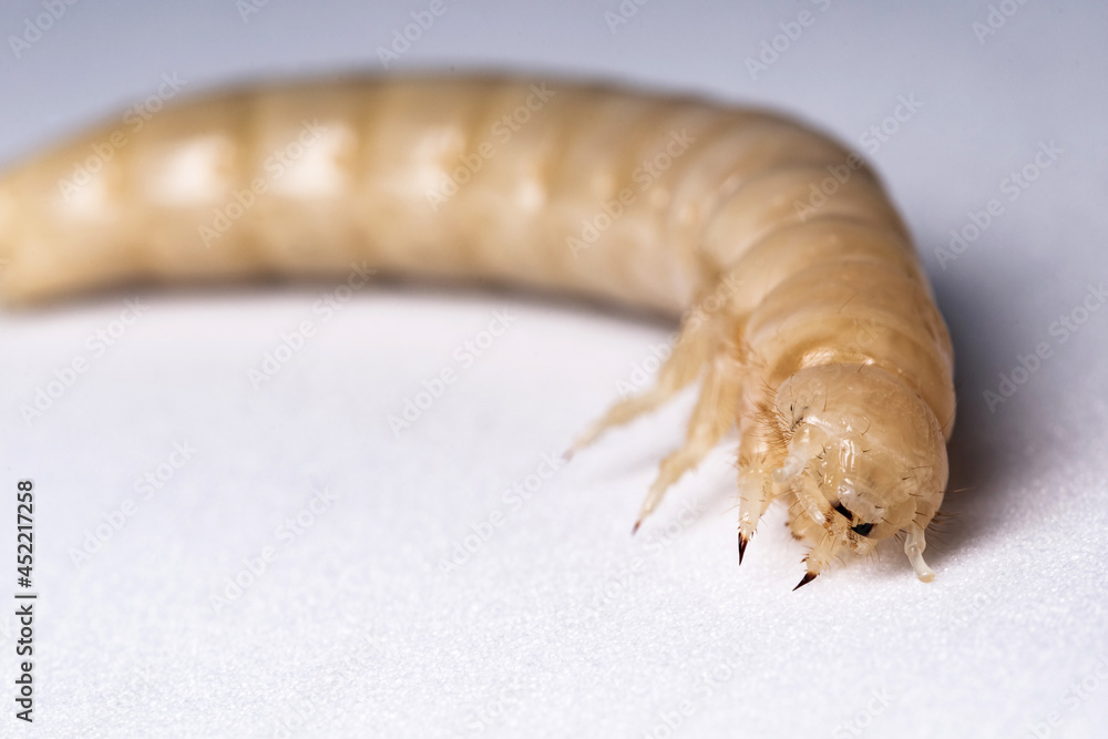 Insect larva after moulting. White larva without the hit carapace. Wood ...