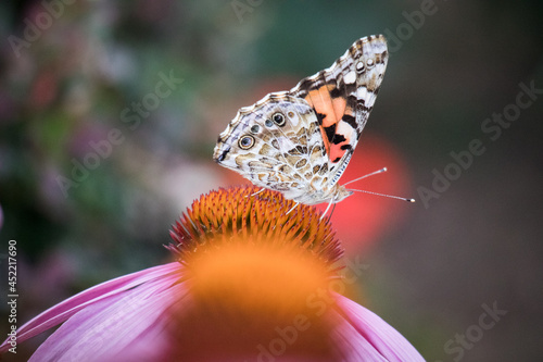 butterfly on flower photo