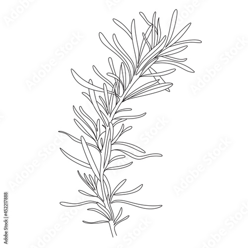 Set of continuous one line drawing of a flowers in a pots. Beautiful flowers isolated on a white background. Vector illustration 