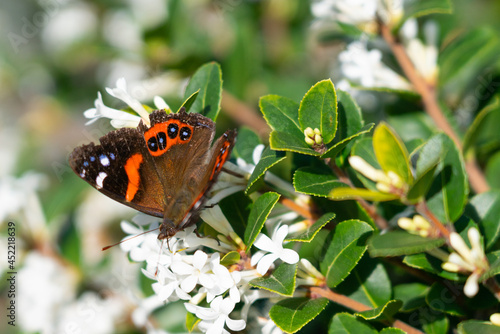 Red admiral butterfly in New Zealand on plant
 photo