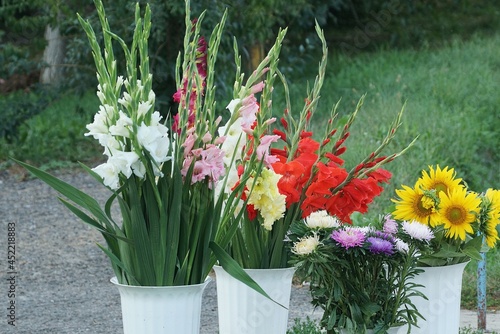 bouquets of colored long gladiolus flowers stand in white vases outside in the green grass