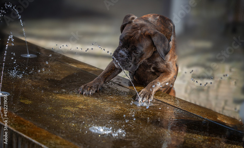 fountain with boxer dog