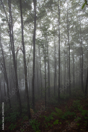 flat tall trees and dramatic fog in forest