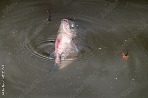 Gent, Flanders, Belgium - July 30, 2021: Closeup of wounded fish dying in black water Leie river downtown. Probably hurt by boat motor.