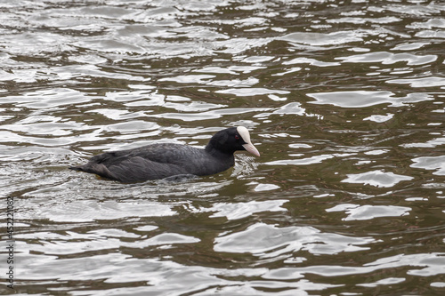 Gent, Flanders, Belgium - July 30, 2021: Closeup of black coot with white beak and forehead on black light reflecting Leie River water.