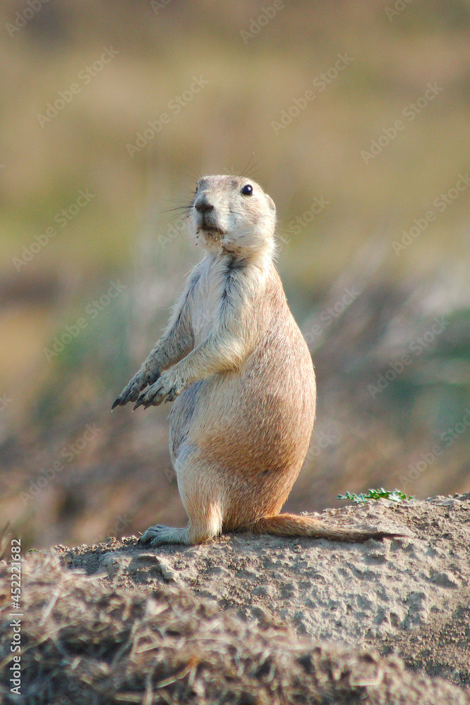 Fototapeta premium Prairies Dog