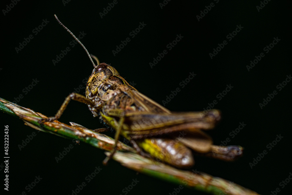 Fototapeta premium Grasshopper Isolated