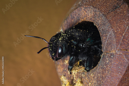 The violet carpenter bee