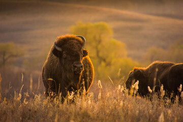 Fototapete Büffel Bison im goldenen Sonnenuntergang  © Jaden