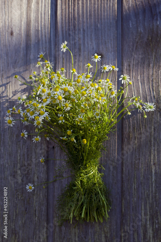 Bouquet of chamomiles on the old wooden background. Vertical photo with medicinal chamomile with light and shadows still life. © Marina