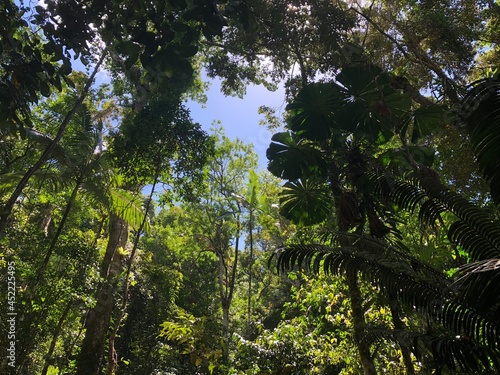 Daintree rainforest