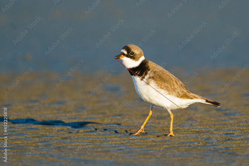 Semipalmated Plover (Charadrius semipalmatus) with marine worm. Ocean Shores, Washington Semipalmated Plover (Charadrius semipalmatus) with marine worm. Ocean Shores, Washington
