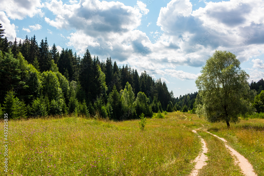 Country road in rural scenic area, wild fields and coniferous forests