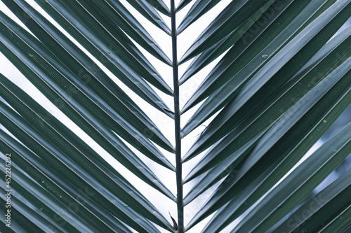 Green texture of palm tree leaf. Tropical floral pattern background with copy space for text