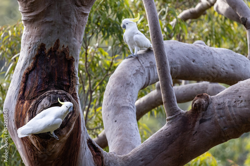 Sulphur-crested Cockatoo's at nest in Sydney Red Gum Tree