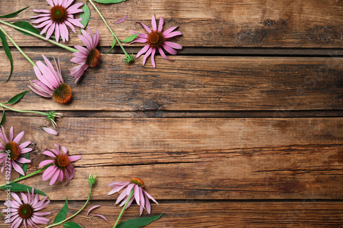 Beautiful blooming echinacea flowers on wooden table, flat lay. Space for text