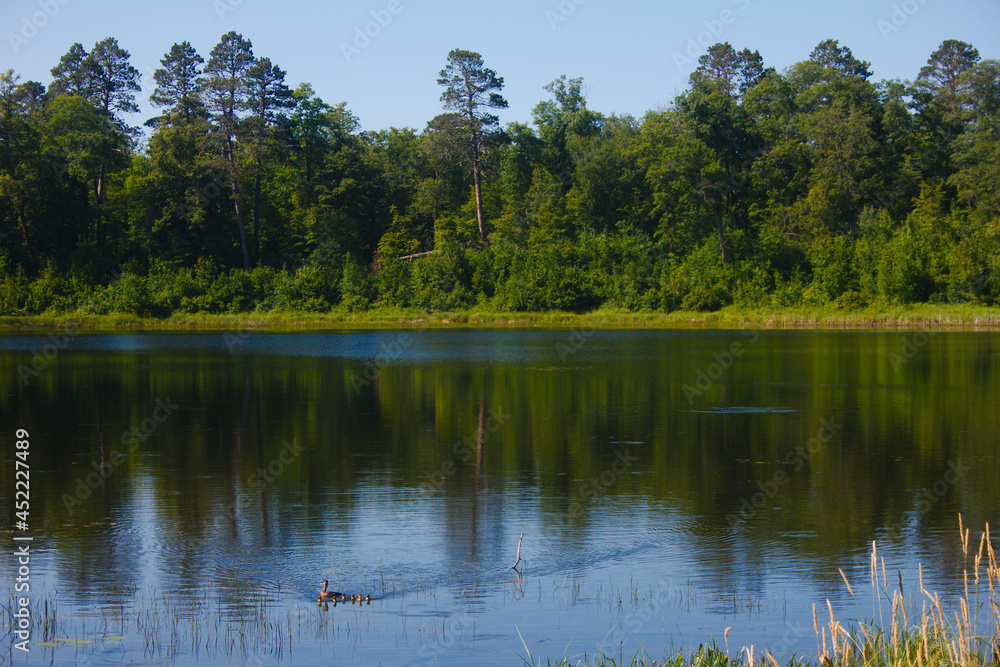 lake in the forest