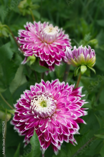 Purple Dahlia with Foliage background