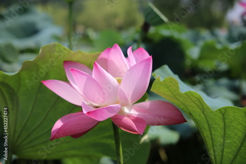 pink water lily