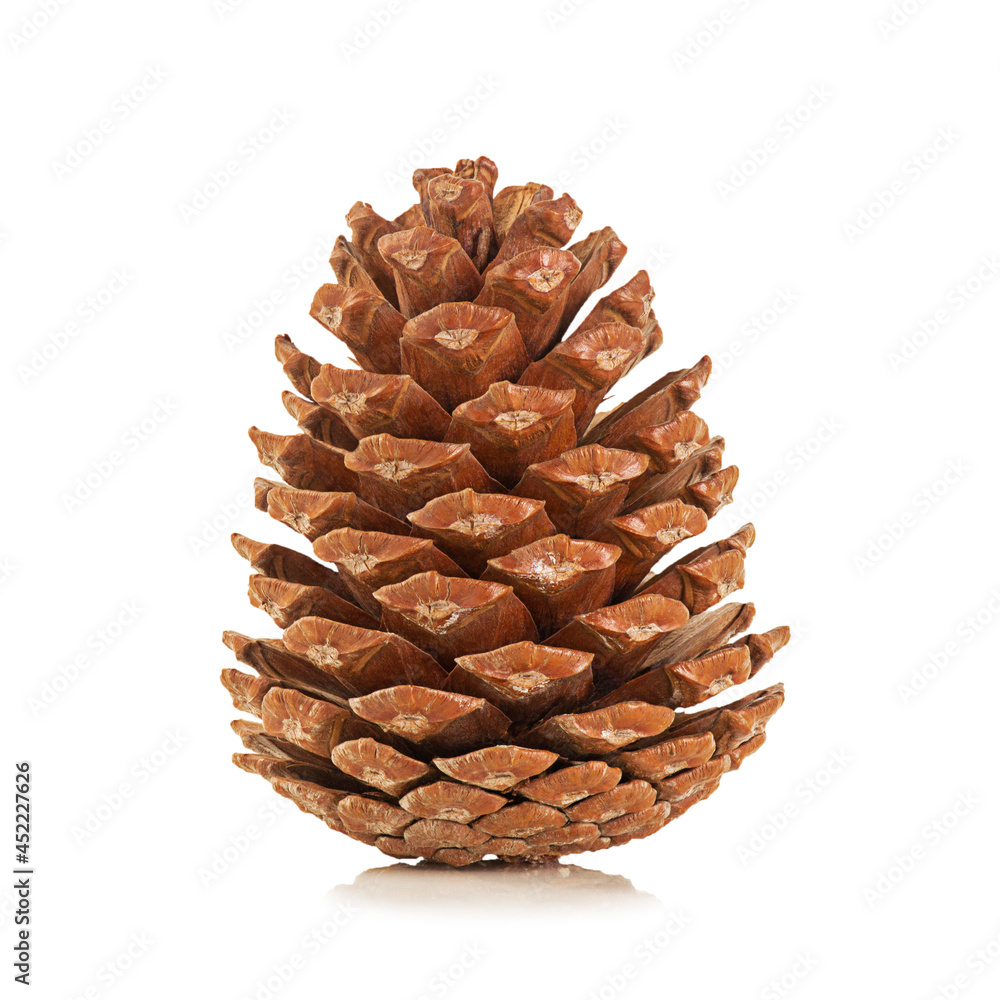 Large pine cone with shadow, isolated on white background. Large pine cone with shadow, isolated on white background.