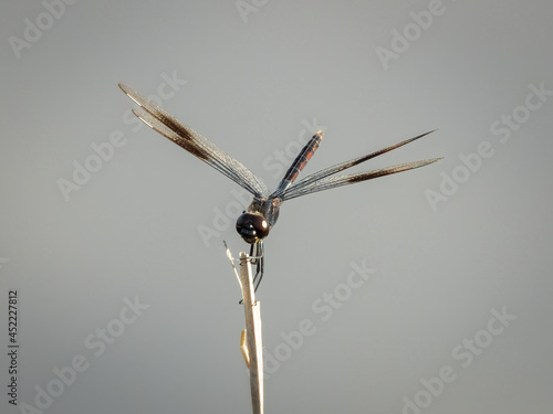 Four spotted pennant dragonfly perched on a twig photo