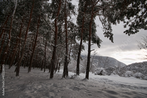 Winter trees in mountains covered with fresh snow. Beautiful landscape with branches of trees covered in snow. Mountain road in Caucasus. Azerbaijan © zef art