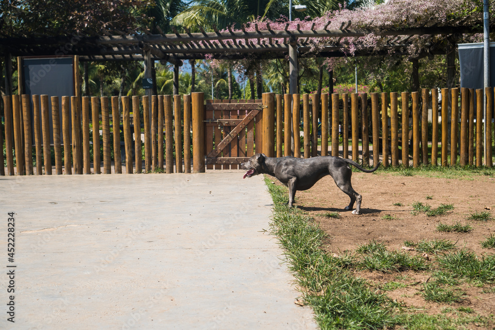 Pit bull dog playing in the park. Green grass, dirt floor and wooden stakes all around. Selective focus. Pit bull dog playing in the park. Green grass, dirt floor and wooden stakes all around. Selective focus.