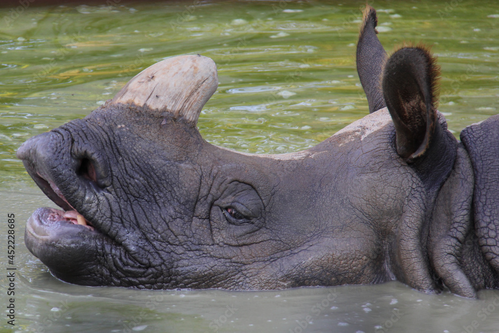 rhinoceros in water