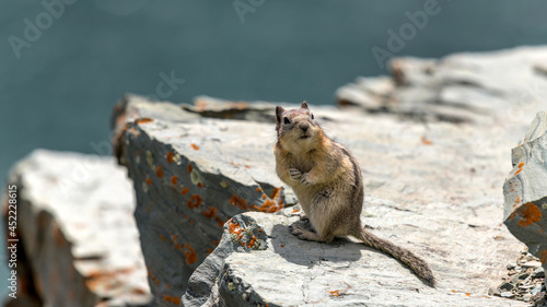 Chipmunk - A cute chipmunk standing on top of a rocky cliff at side of Saint Mary Lake on a sunny Spring day. Glacier National Park. Montana, USA. photo