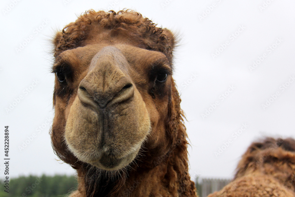 Fototapeta premium portrait of a camel
