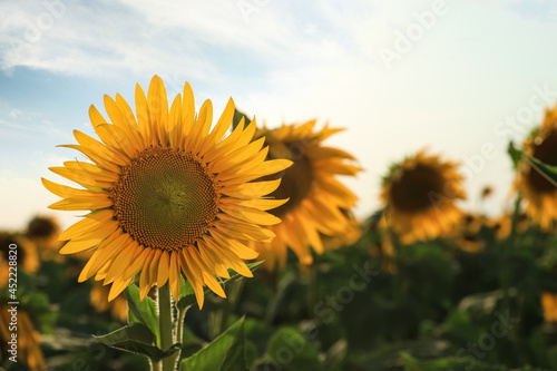 Sunflower growing in field outdoors  space for text