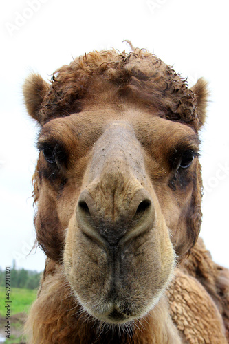portrait of a camel © SofotoCool