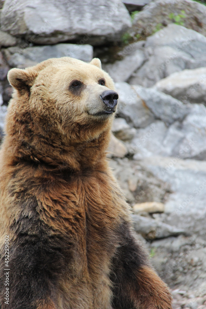 Obraz premium brown bear in a zoo