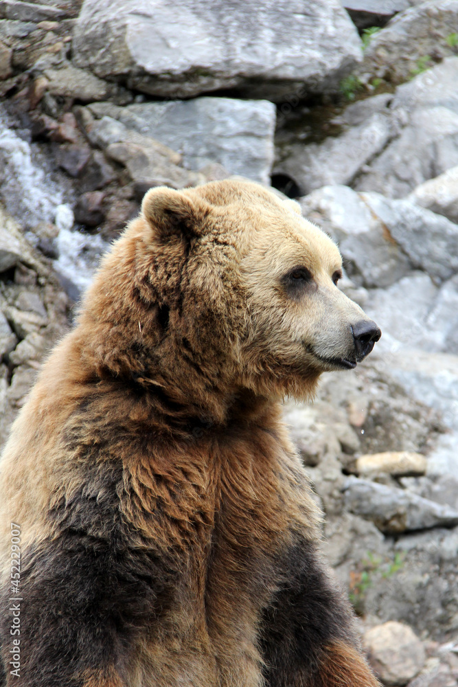 Obraz premium brown bear in a zoo