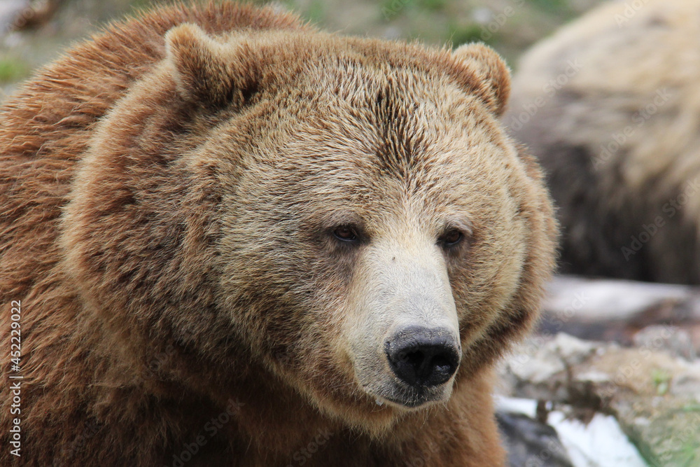 Obraz premium brown bear in a zoo