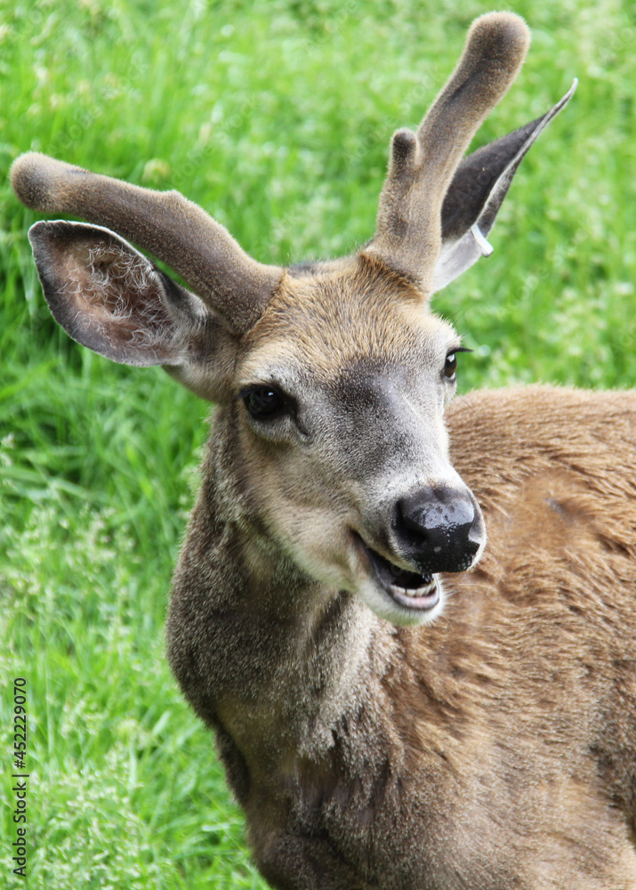 deer in the forest