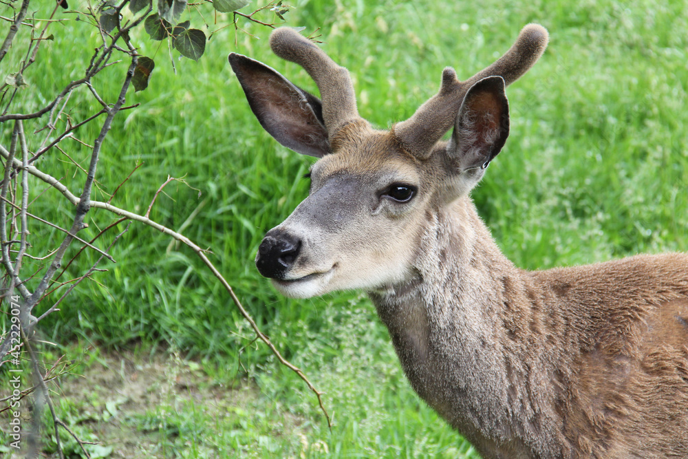 deer in the forest