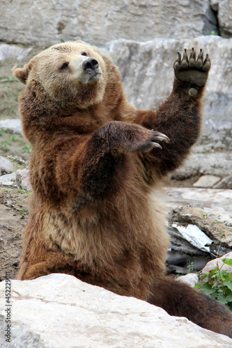 brown bear in a zoo