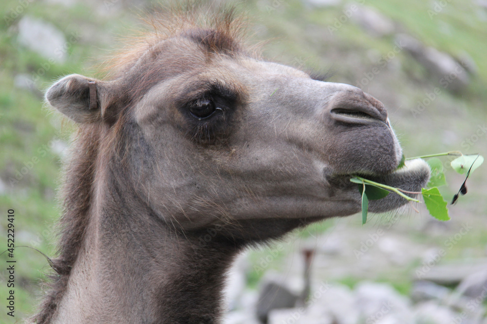 Fototapeta premium portrait of a baby camel