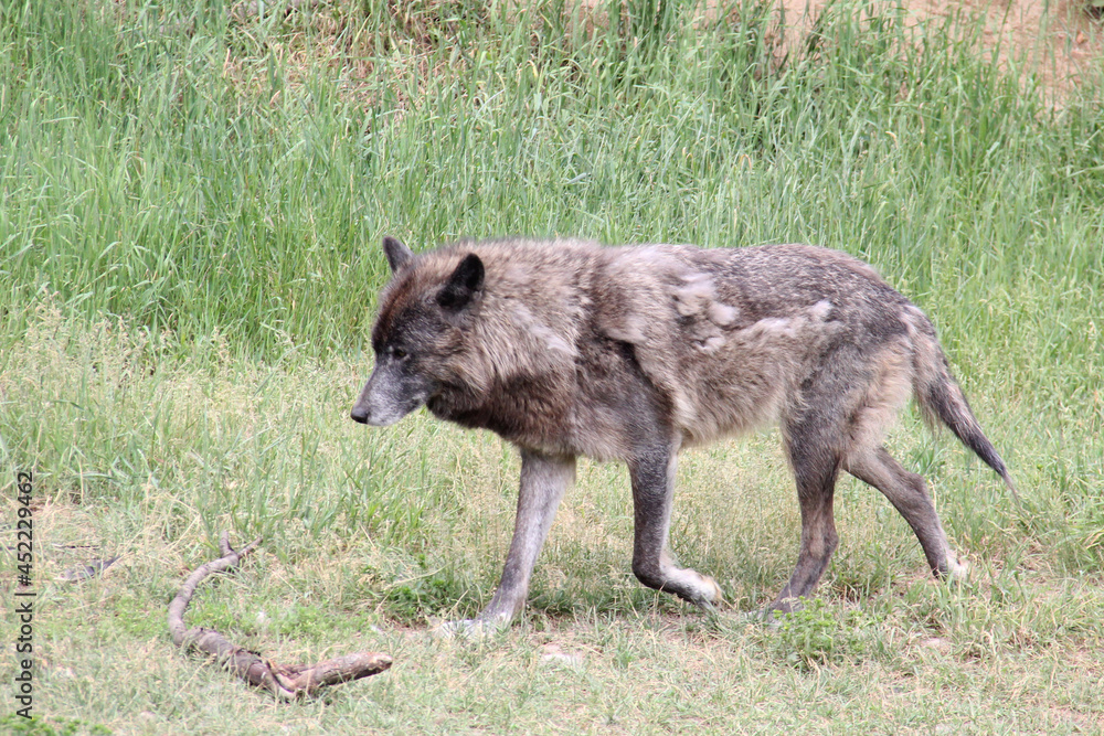wolf in the grass